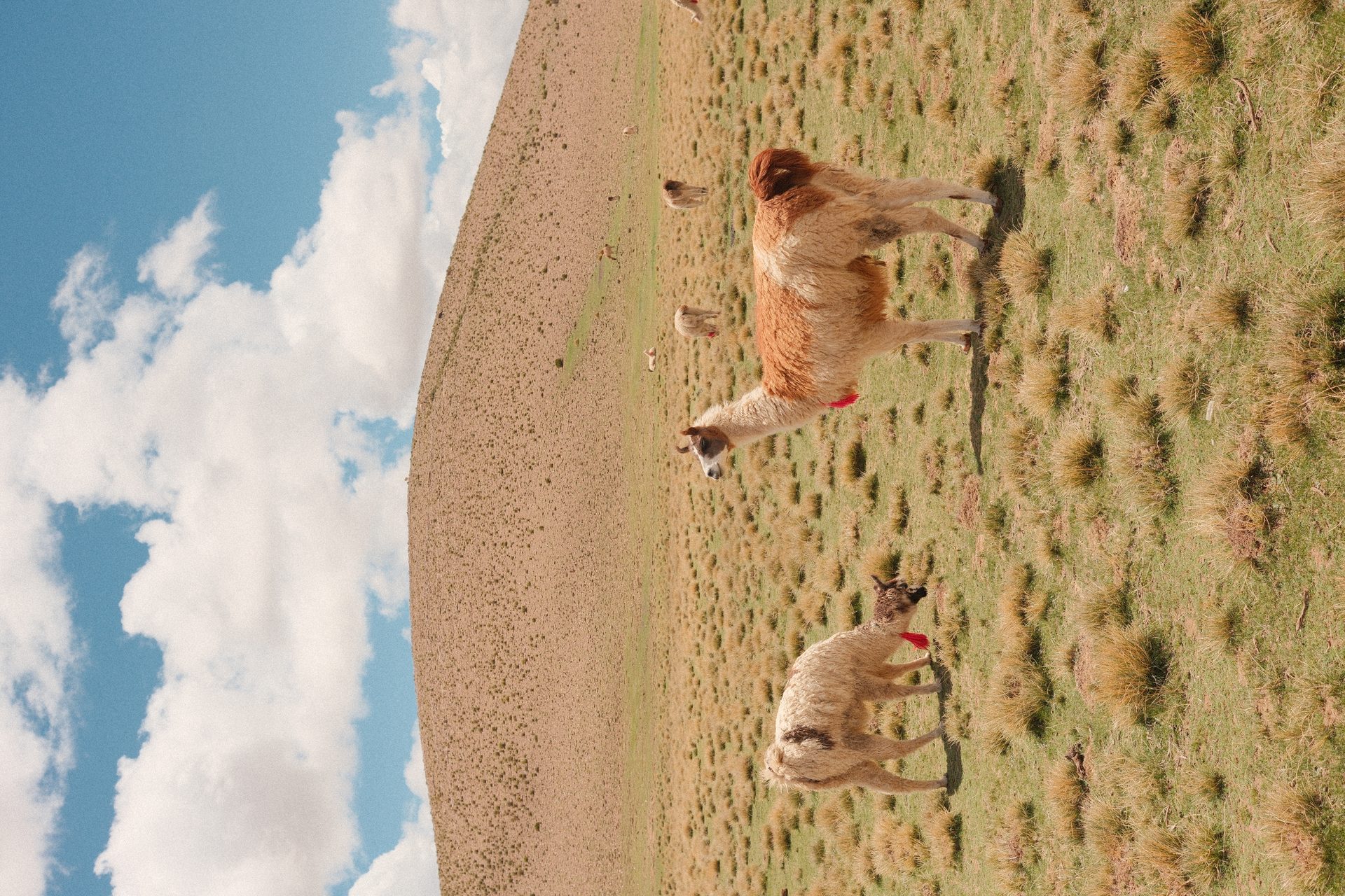 Lhamas na paisagem andina