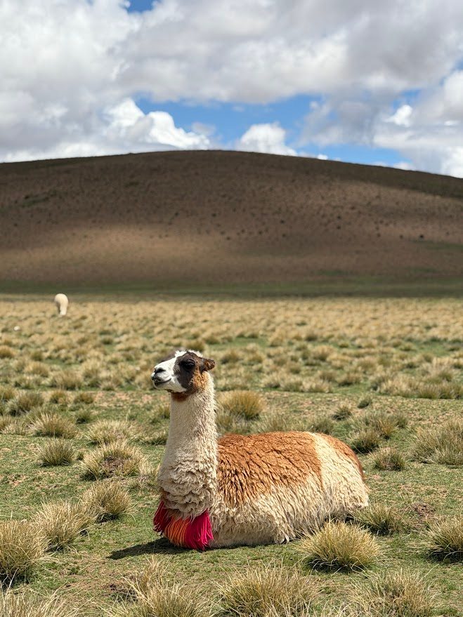 Lhama no altiplano boliviano